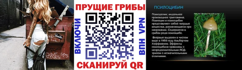 купить наркотики сайты  Менделеевск  Псилоцибиновые грибы Psilocybine cubensis 